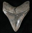 Beautiful, Serrated Fossil Megalodon Tooth #15529-2